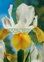 Ирис бородатый Симфония