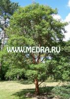 Клен серый