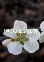 Айва японская Альба