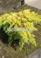 Можжевельник прибрежный Олл Голд