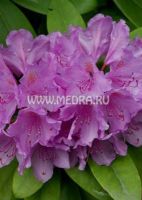 Рододендрон Катавбинский Бурсо