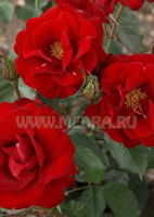 Роза флорибунда Г. Х. Андерсен