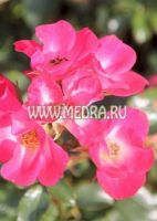 Роза почвопокровная Черри Липс