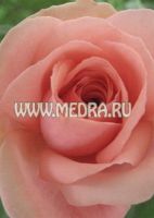 Роза флорибунда Фэшн