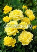 Роза флорибунда Голдбит