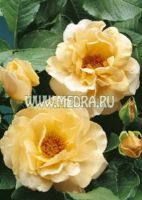 Роза парковая Кайзер фон Лаутерн