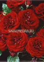 Роза флорибунда Лава