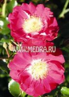 Роза почвопокровная Липстик