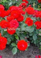 Роза флорибунда Мантана