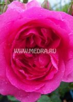 Роза плетистая Пинк Клоуд