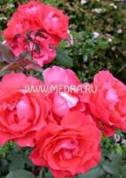 Роза флорибунда Скарлет Квин Элизабет