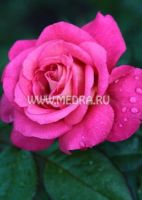 Роза плетистая Шогун