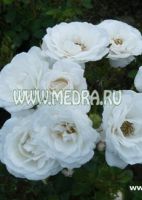 Роза миниатюрная Сноу Хит