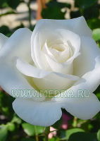 Роза чайно-гибридная Вирго