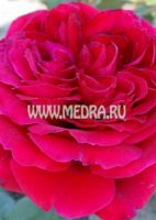 Роза парковая Уиншотэн