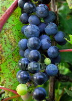 Виноград ароматный (прибрежный)