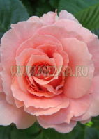 Роза флорибунда Л'Амант