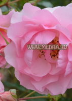 Роза плетистая Розариум