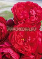Роза плетистая Кордес Флорентина