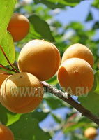Абрикос обыкновенный Лель