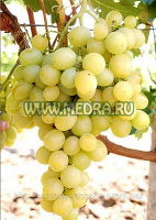 Виноград Аркадия