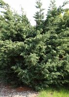 Можжевельник китайский Блю Альпс