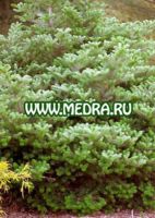 Пихта корейская Компакт Дварф