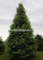Пихта одноцветная
