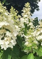 Гортензия метельчатая Куиши