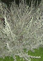 Ива ползучая Аргентеа