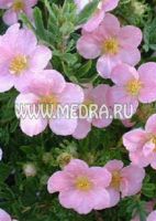 Лапчатка кустарниковая Пинк Куин