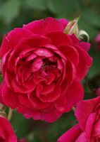 Роза канадская Куадра