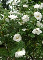 Роза морщинистая (шиповник) Альба