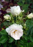 Роза морщинистая (шиповник) Поларис