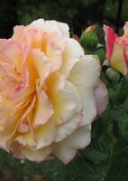 Роза морщинистая (шиповник) Ругельда