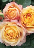 Роза миниатюрная Беби Романтика
