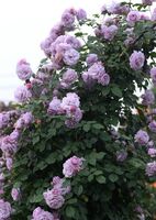Роза плетистая Индиголетта/ Блю Леди