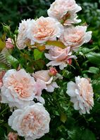 Роза плетистая Роуз де Толбиак