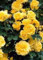 Роза почвопокровная Голден Файр