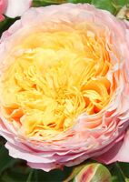Роза флорибунда Домен де Шантильи