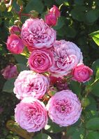Роза миниатюрная Бебифлор