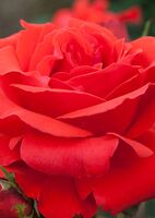 Роза флорибунда Канегем