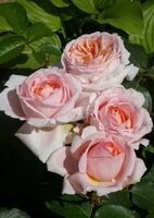 Роза чайно-гибридная Андре ле Нотре