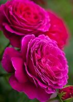Роза чайно-гибридная Биг Перпл