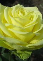 Роза чайно-гибридная Амандина