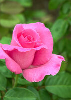 Роза чайно-гибридная Макартни Роуз