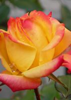 Роза чайно-гибридная Пикадилли