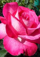 Роза чайно-гибридная Роз Гахард