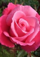Роза чайно-гибридная Прима Балерина