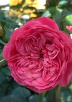 Роза чайно-гибридная Пинк Пиано
